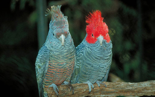 Two grey and red parrots perched on a branch