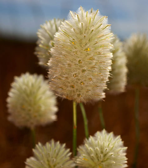 Close-up image of grass flowers