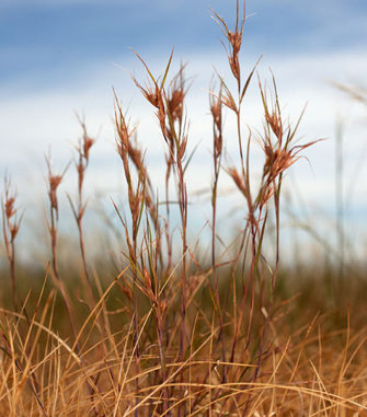 Kangaroo Grass