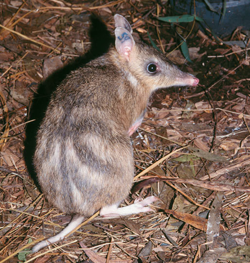 Eastern Barred Bandicoot