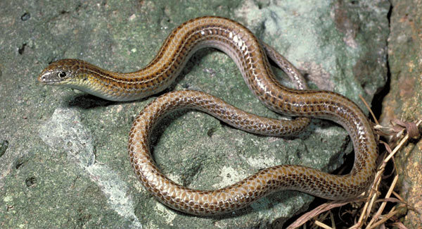 Striped Legless Lizard