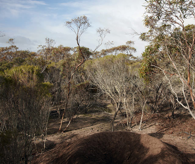 Malleefowl nest