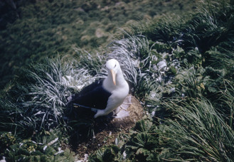 Albatross in green foliage covered in bird excrement.