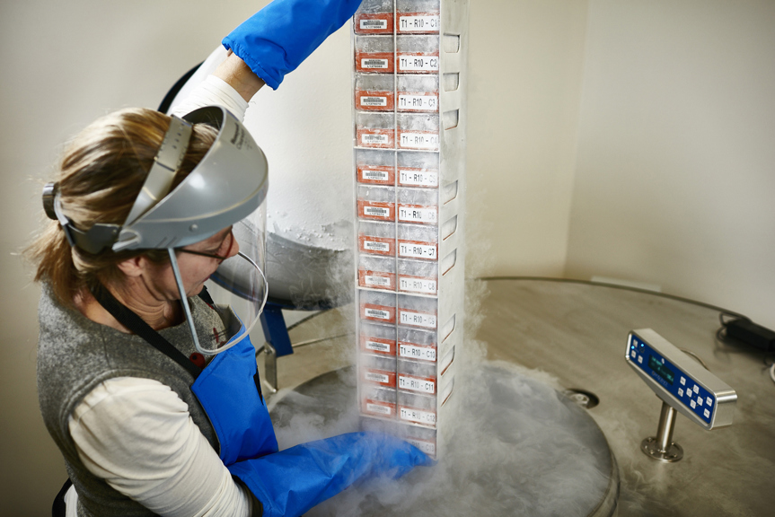 Vapour rises as a scientist pulls a specimen box storage from a liquid nitrogen cryofacility freezing tank.