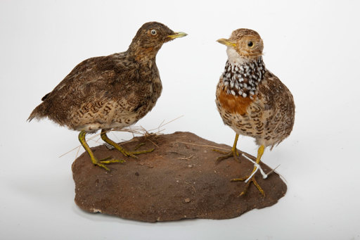 Plains Wanderer specimen
