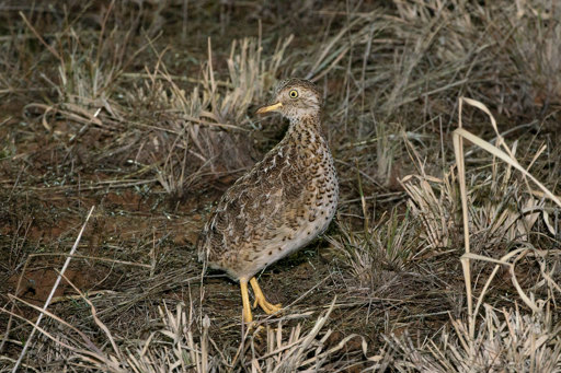 Plains-wanderer, Pedionomus torquatus