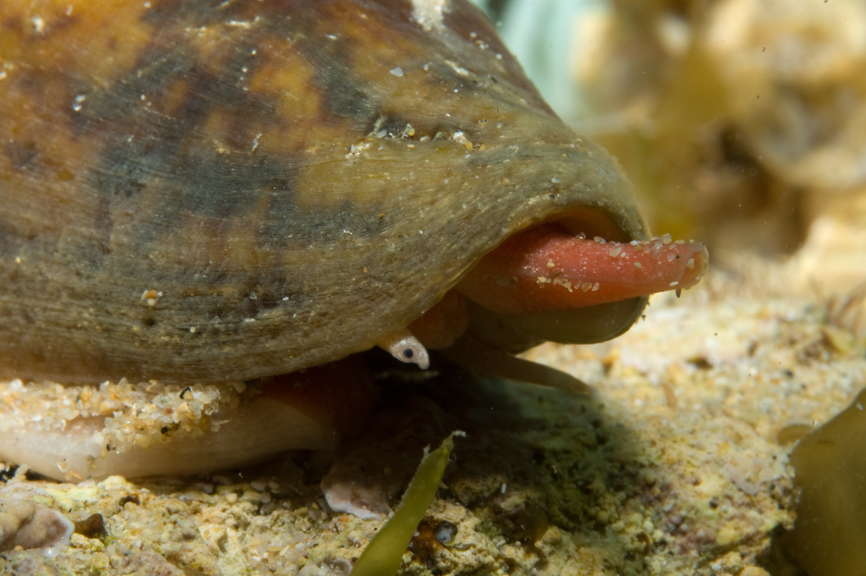 Cone snail