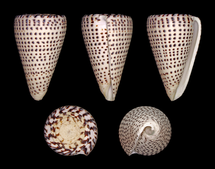 <em>Lithoconus leopardus</em>, Leopard cone.