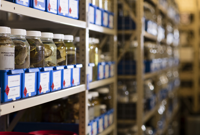 Donald Thomson Venom collection specimens stored in Wet Collection Store in Melbourne Museum.