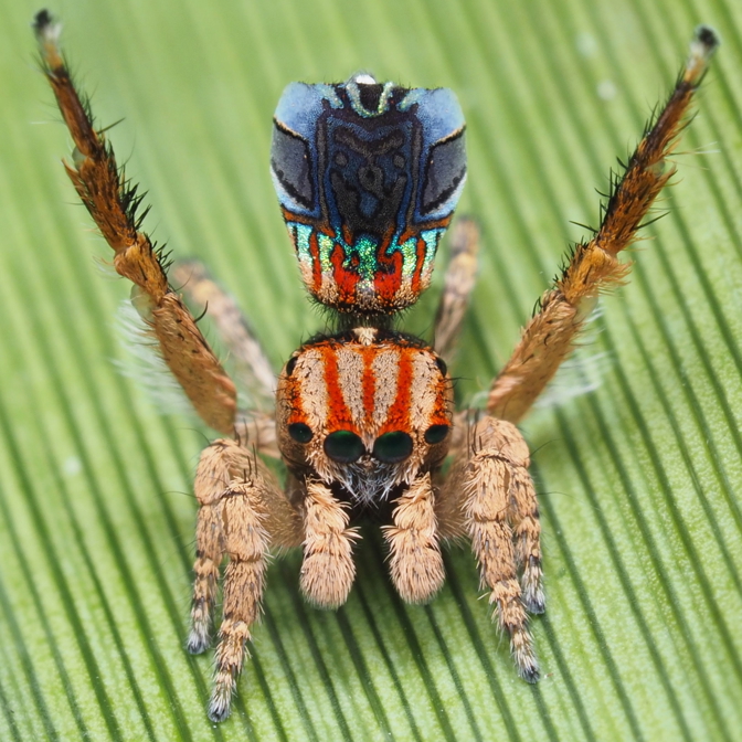 Colourful spider on a leaf