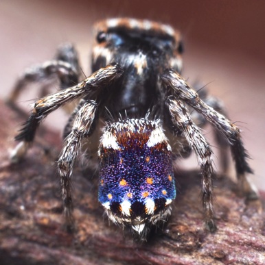 Spider on a log