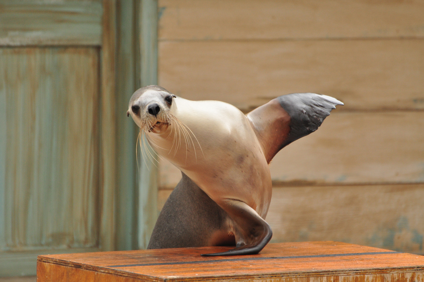 An Australian Sea Lion.