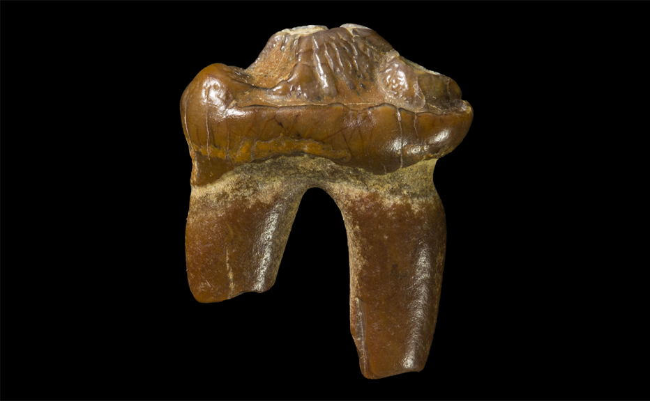 The fossilised seal tooth, which is 3 million years old.