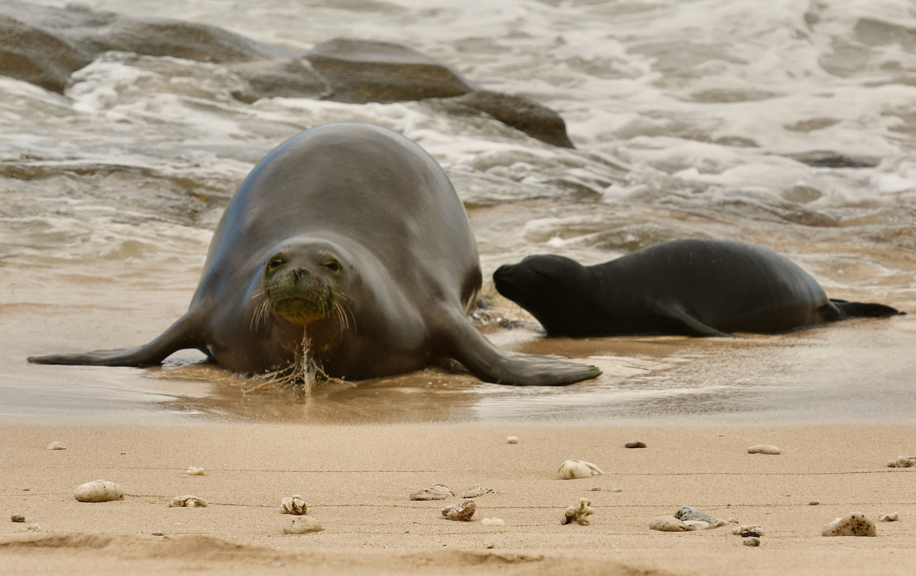 A Monk seal on the beach in Hawaii. These “earless” seals lack external ear pinnae.