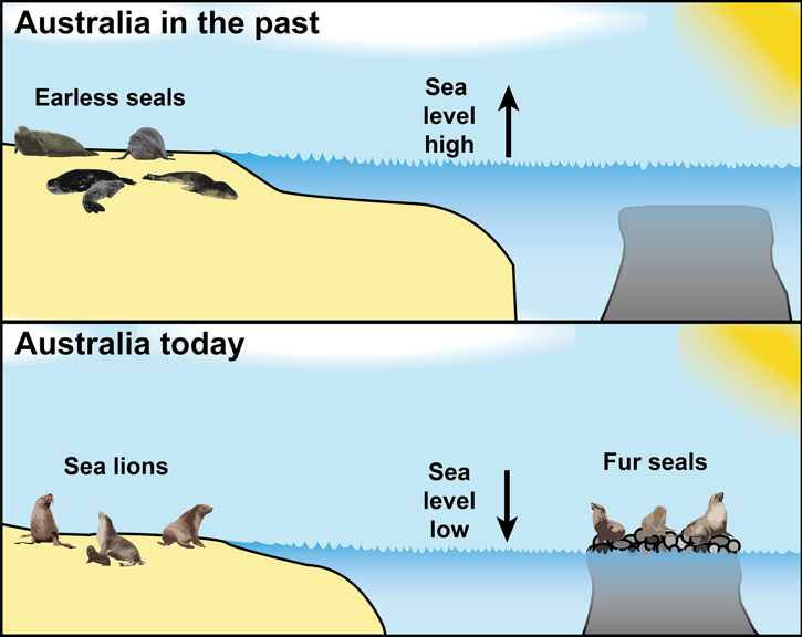 Change in sea levels may have led to the disappearance of earless seals, and the rise of eared seals.