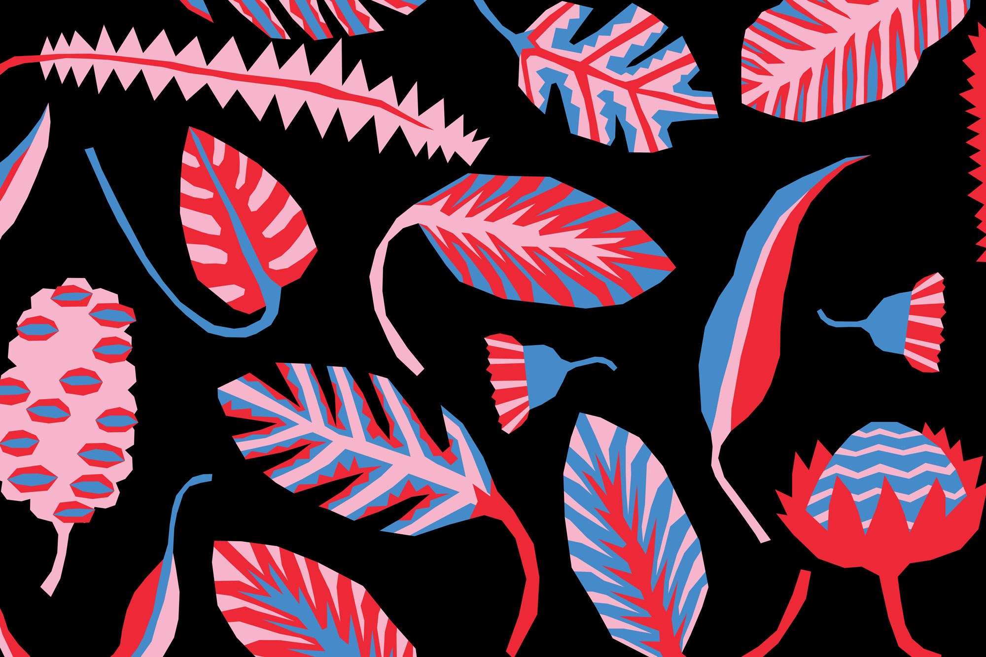 Coloured illustration of leaves, flowers and pods on a black background