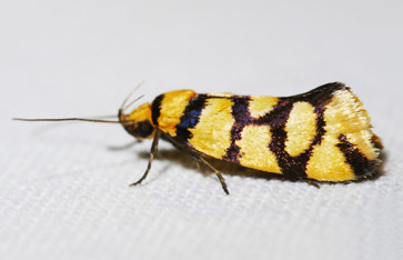 A black moth with large yellow spots. 
