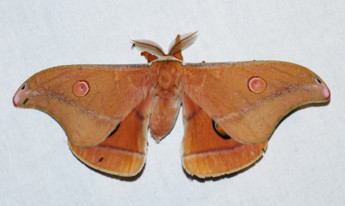 A large hairy orange moth.