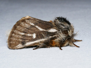 A hairy headed moth.