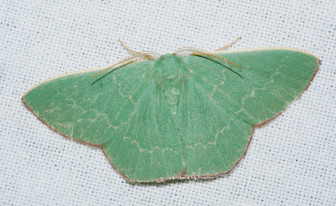 A large brilliantly green moth