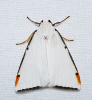A sleek, white moth