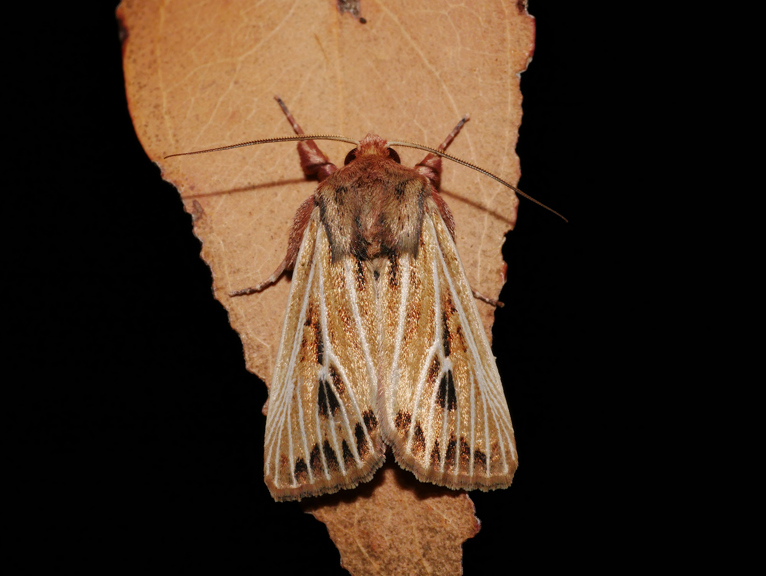 A velvety moth of golds and burgundies. 