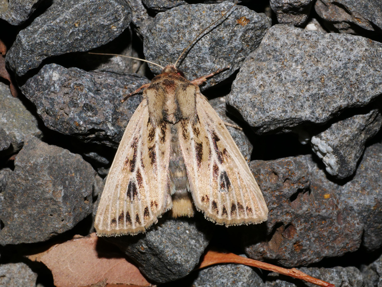 A velvety moth of fawns and chocolates.