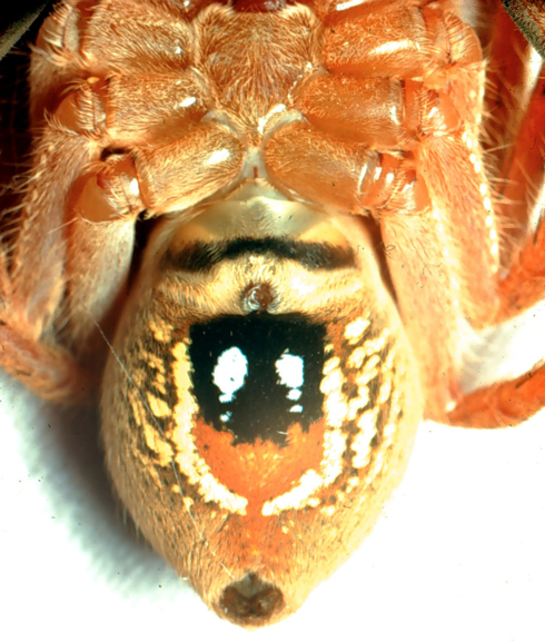 Female Badge Huntsman Spider underside