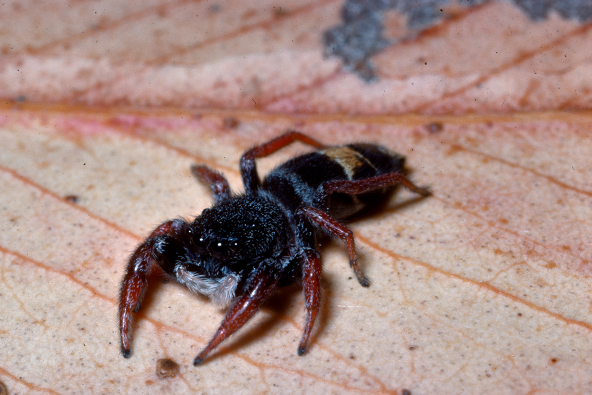 Jupiter Jumping Spider