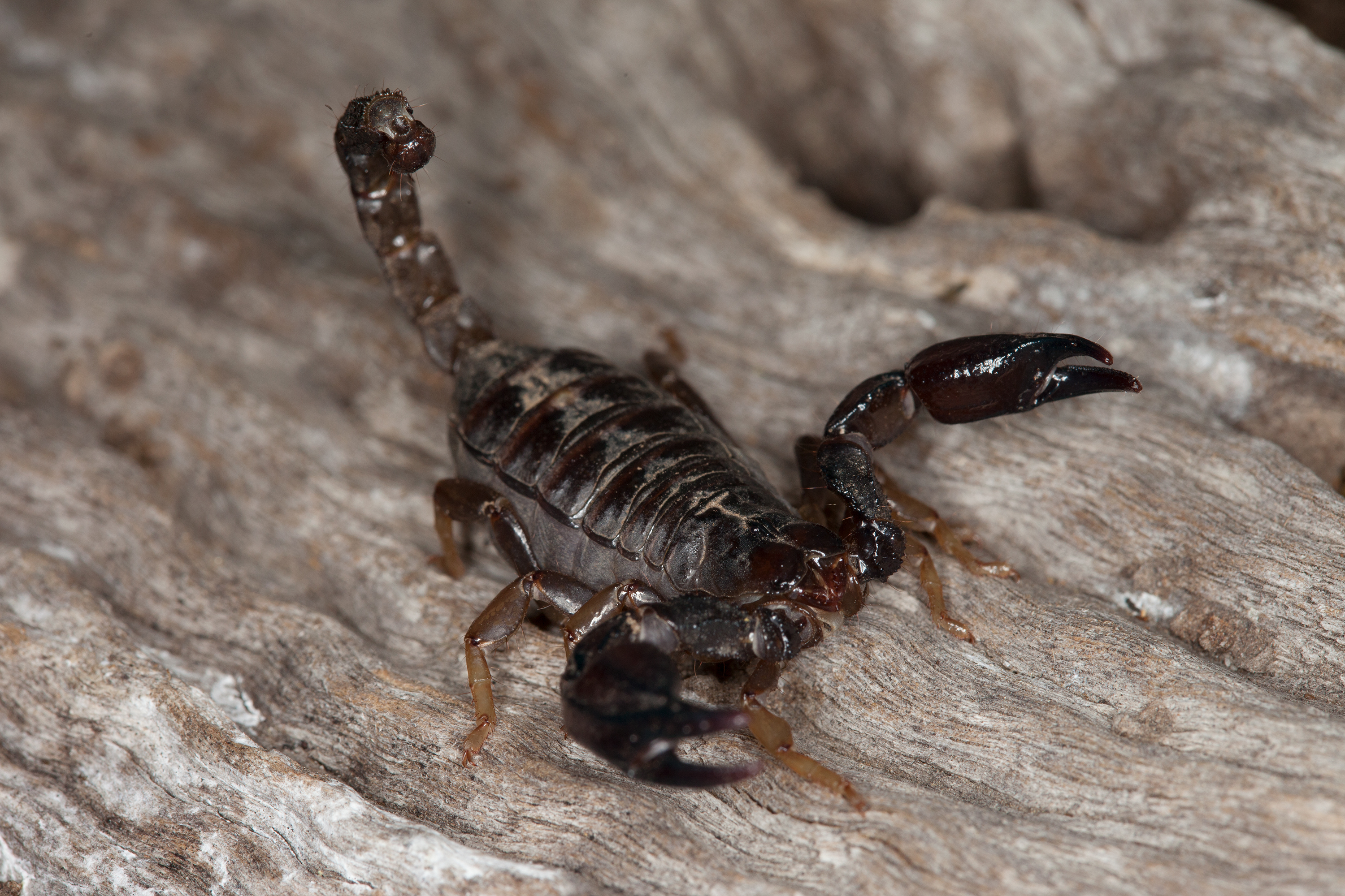 Black Rock Scorpion