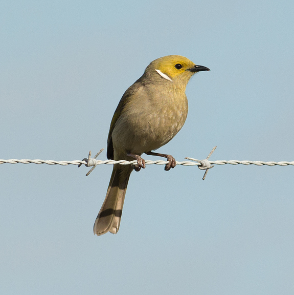 A White-plumed Honeyeater aperch on a wire