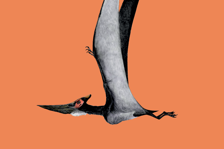 Pteranodon sternbergi