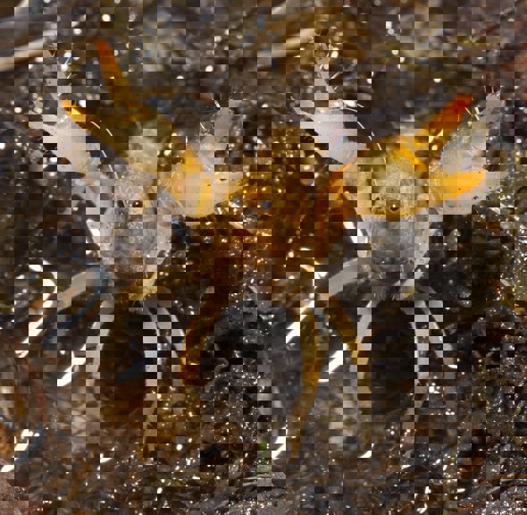 Freshwater crayfish, <i>Engaeus tuberculatus</i>. Sherbrooke Forest, Victoria. 