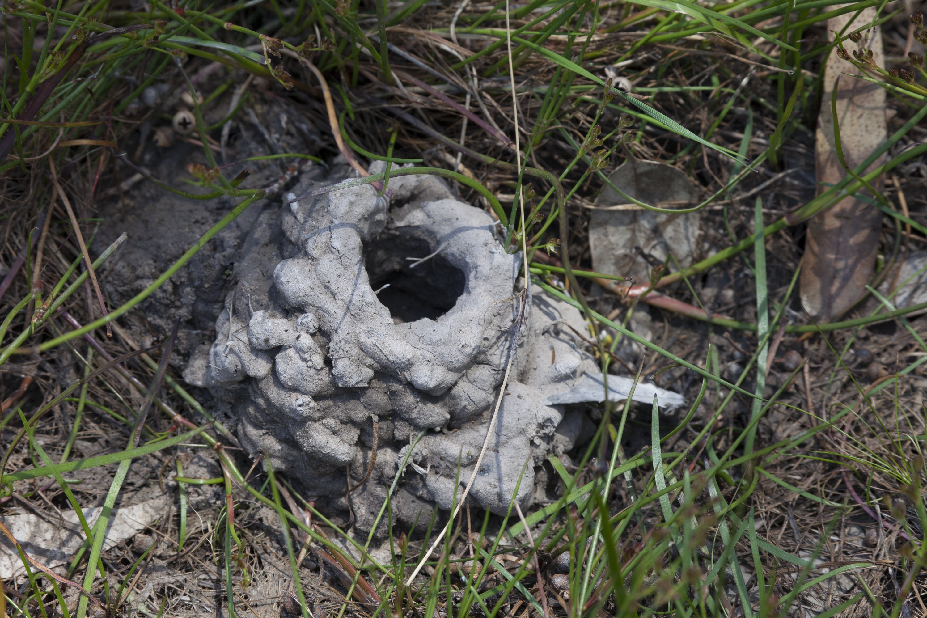 Freshwater crayfish mud burrow. Grampians National Park, Victoria. 