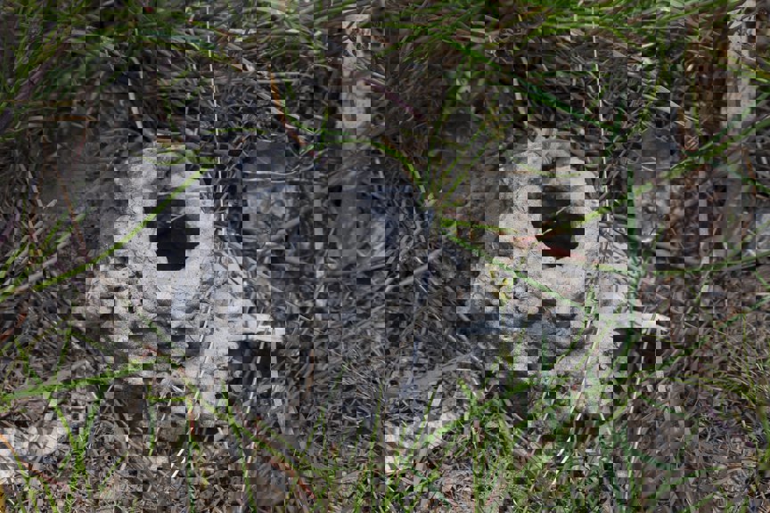 Freshwater crayfish mud burrow. Grampians National Park, Victoria. 