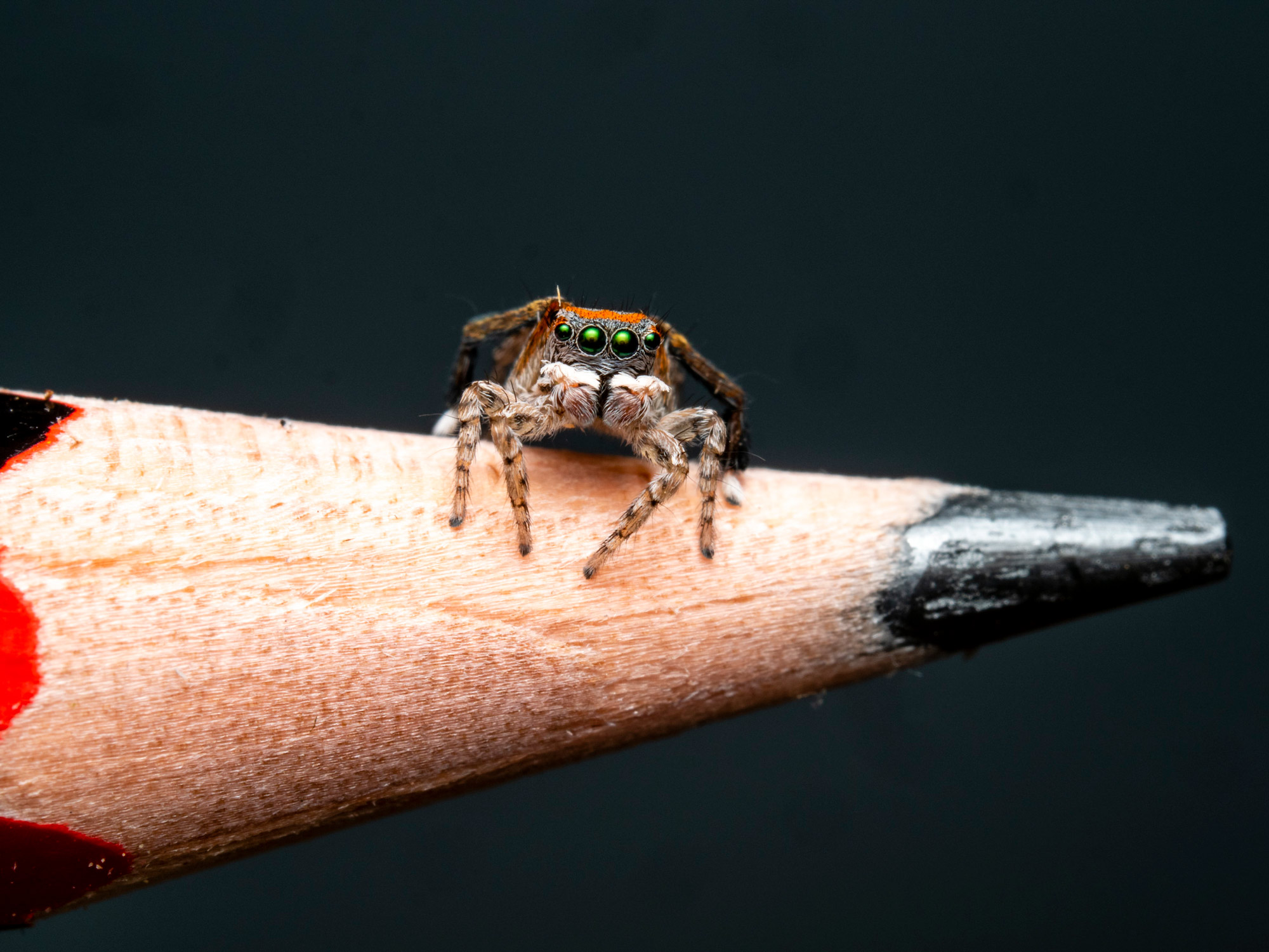 Small spider on the tip of a pencil