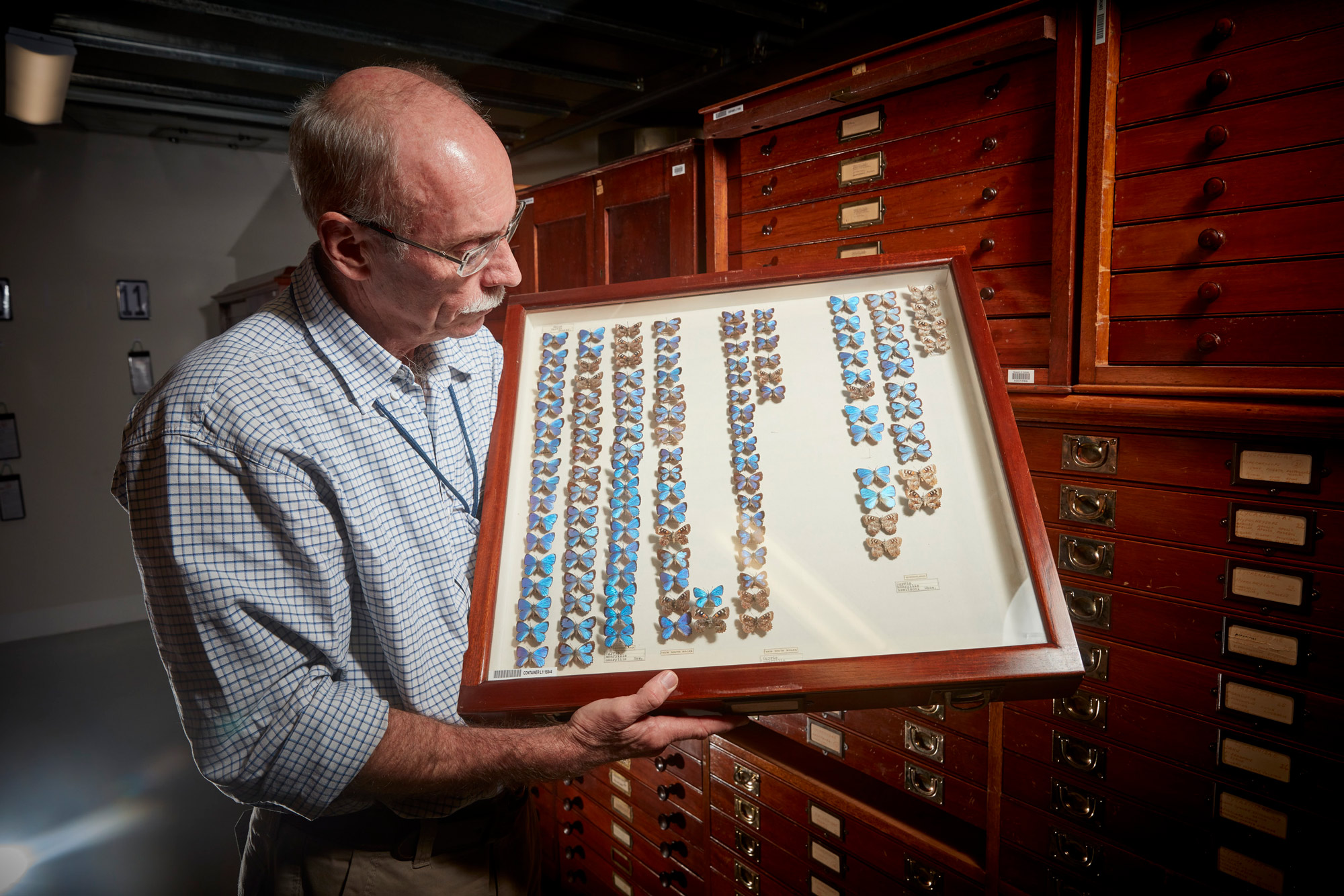 Man holding a tray of pinned butterflies