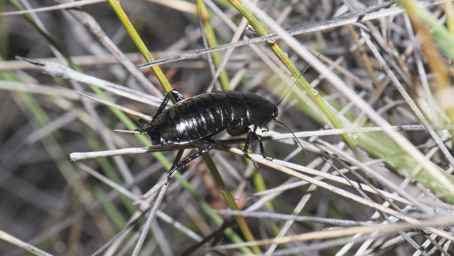 Black cockroach on grass