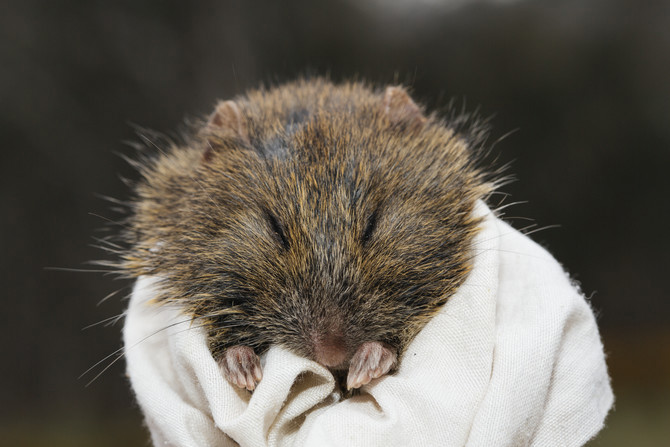 A cute and furry little creature is held to camera. 