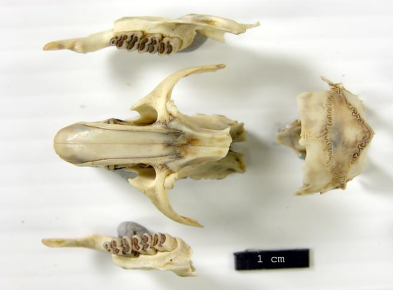 A rodent's skull, teeth and bones. 