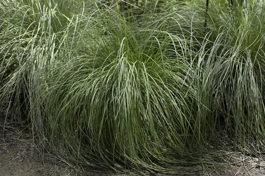 Lush green grass in tussocks. 