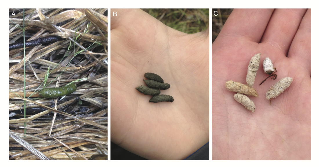 Three different types of scat, bright green, dull green and white. 