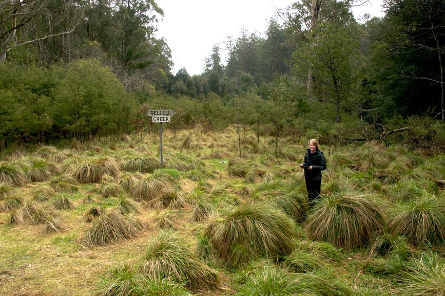 A young woman stands amid a lush meadow of tussocky grasses.