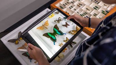 A woman using an iPad to photograph an assortment of butterflies in the Learning Lab at Melbourne Museum during a Digital Art Class.