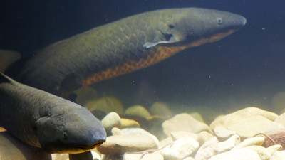Two Lungfish 
