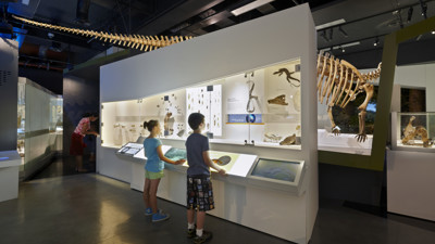 Fossilised plant matter in showcase