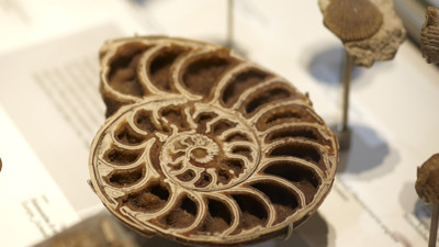 Brown old Cephalopod specimen 