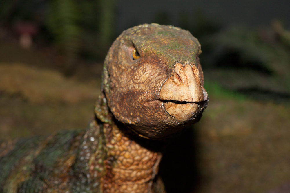 Head and skin detail of Qantassaurus animatronic dinosaur 