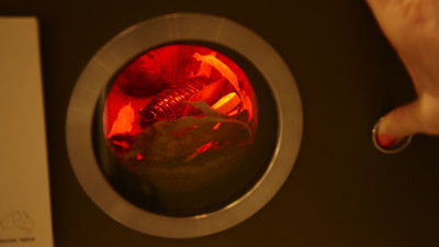 Bugs Alive! exhibition display through viewer