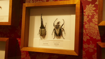 Bugs in case on wall